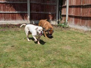 2BR-Dean House-Kitchen-Dog Friendly-Parking-Fast WiFi - Doncaster - 1