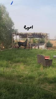 نيوم بالقرب من مدينه تبوك - Sharmaa - 2