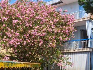 Casa Oleandro - 8