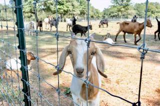FarmHaus with GuestHaus, Spas & Vineyard Views - Fredericksburg - 6