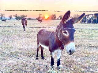 FarmHaus with GuestHaus, Spas & Vineyard Views - Fredericksburg - 4