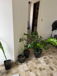 mows - São Paulo - 1
