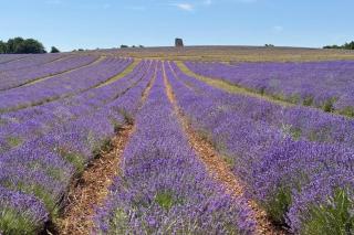 Domaine Château du Bois Provence - Lagarde-dʼApt - 4