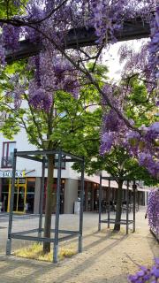 Hotel Bacchus - Bensheim - 9
