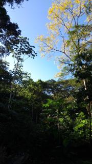 Selva Leona - School bus - Tapantí - 2
