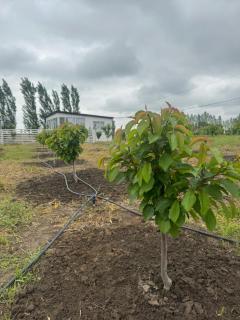 Cherry Garden - Amsar - 5