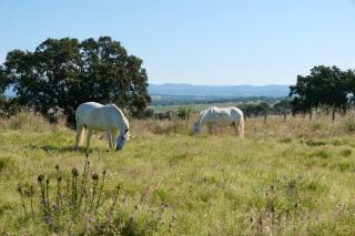 Herdade da Carapuça- Casa de Campo - Portalegre - 6