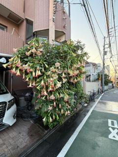 新宿の家-28 square meters 3-person Japanese style walking rice house106 - Tokyo - 9