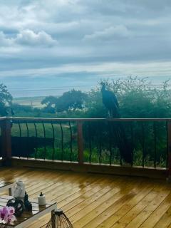 Pampagrass View - Santa Isabel - 4
