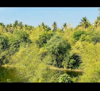 The river homestay - Kushālnagar - 2