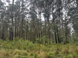 Smokey Cape Retreat - - 6