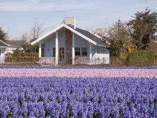 Family Home Near Beach & Forest - Noordwijk - 2