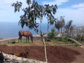 Holiday Home in Tenerife with Private Garden, cleaning included - La Corujera - 3