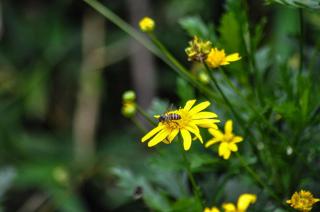 Olivescape- Charming & Cozy Wooden Cabin - 7