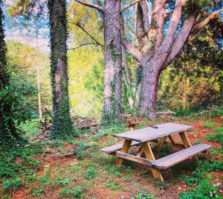Tiny House Bliss on Brew Ridge Trail. Wintergreen - 2