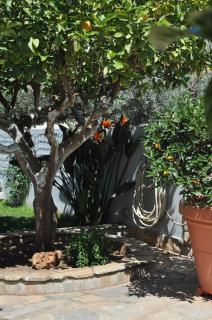 The BloomYard - Markopoulo - 0