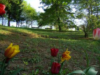 Studios Les Iris - Monthou-sur-Cher - 1