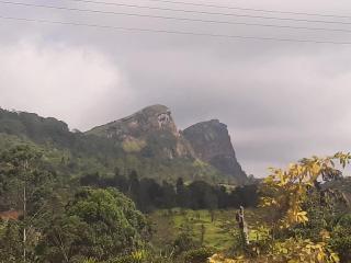 Pekoe Paradise - Galaha - 0