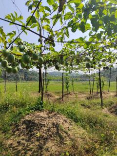 Jacob's Homestay - - 5