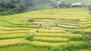 Sapa May Homestay - Sapa - 3