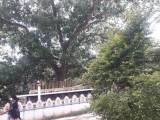 Dambulla Old Homestay - Dambulla - 3