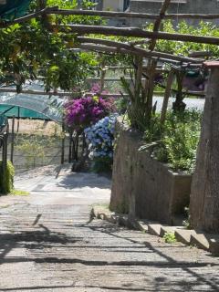 Il Limoneto di Teresa Amalfi Coast - 8