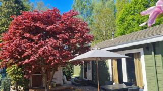 Zwijntje I Nice chalet with floral garden - Putten - 3