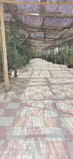 Opal Pyramids Hotel - Kairo - 5