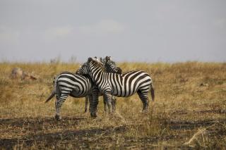 Mara green camp - Masai Mara - 6