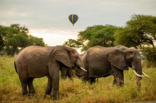 Mara green camp - Masai Mara - 2