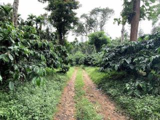 Farm stay in Kalasa - Kalasa - 5
