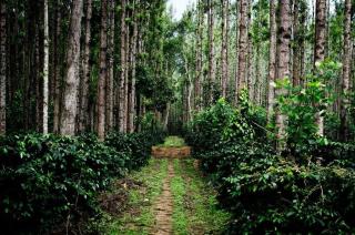 Farm stay in Kalasa - Kalasa - 3