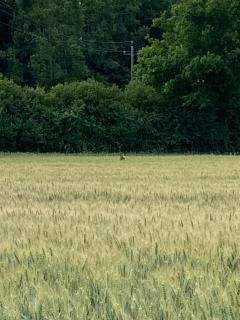 Country home, gite proche Benon et La Rochelle - Saint-Georges-du-Bois - 2