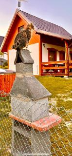 Domki Eden Kaszuby balia sauna alpaki mini zoo - Gołubie - 2