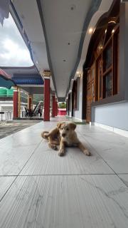 Khushi homestay - Sari - 7