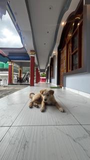 Khushi homestay - Sari - 0