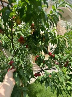 Villa eleve - Kokand - 0