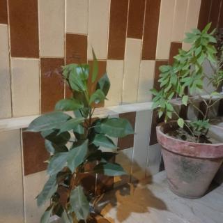 Royal Rose Hotel Karachi - Dargai - 4