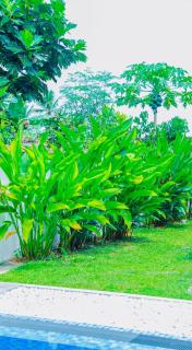 Villa Rangalla - Hikkaduwa - 1