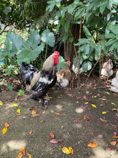 Jicote finca de ecoturismo - Cartago - 8