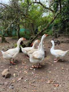 Jicote finca de ecoturismo - Cartago - 9