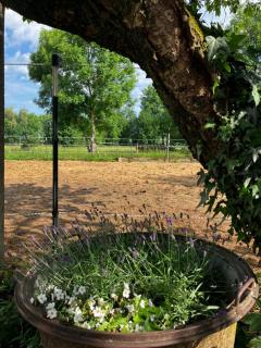 Adlershof living - Hemmersheim - 3