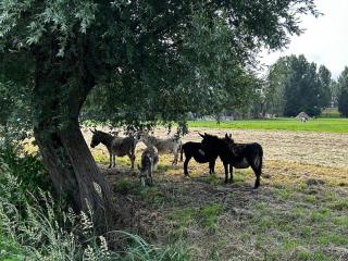 Uilehoeve aan de Waal - Zennewijnen - 3