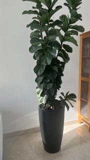 Suíte Ouro Branco - 2