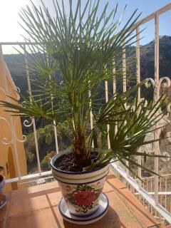 Apartmán Marcella, Cumbre del Sol - Cumbre del Sol - 3