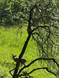 Chalet Le refuge - 2