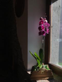 Alloggio agrituristico "AI LILIS" - 5