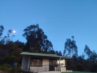 Macadamia - - 0