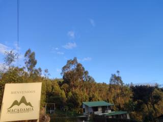 Macadamia - - 8