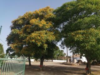Quinta do Medronhal Faro - casas de férias medronhal - 7